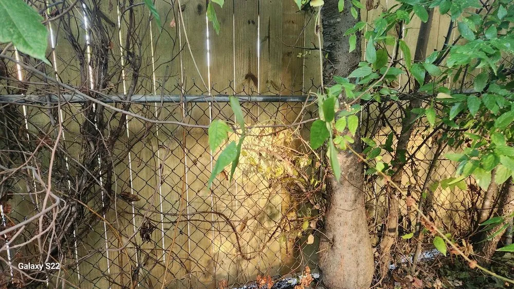 Local lawn care service in Burleson, TX - Trophy First Fencing & Construction