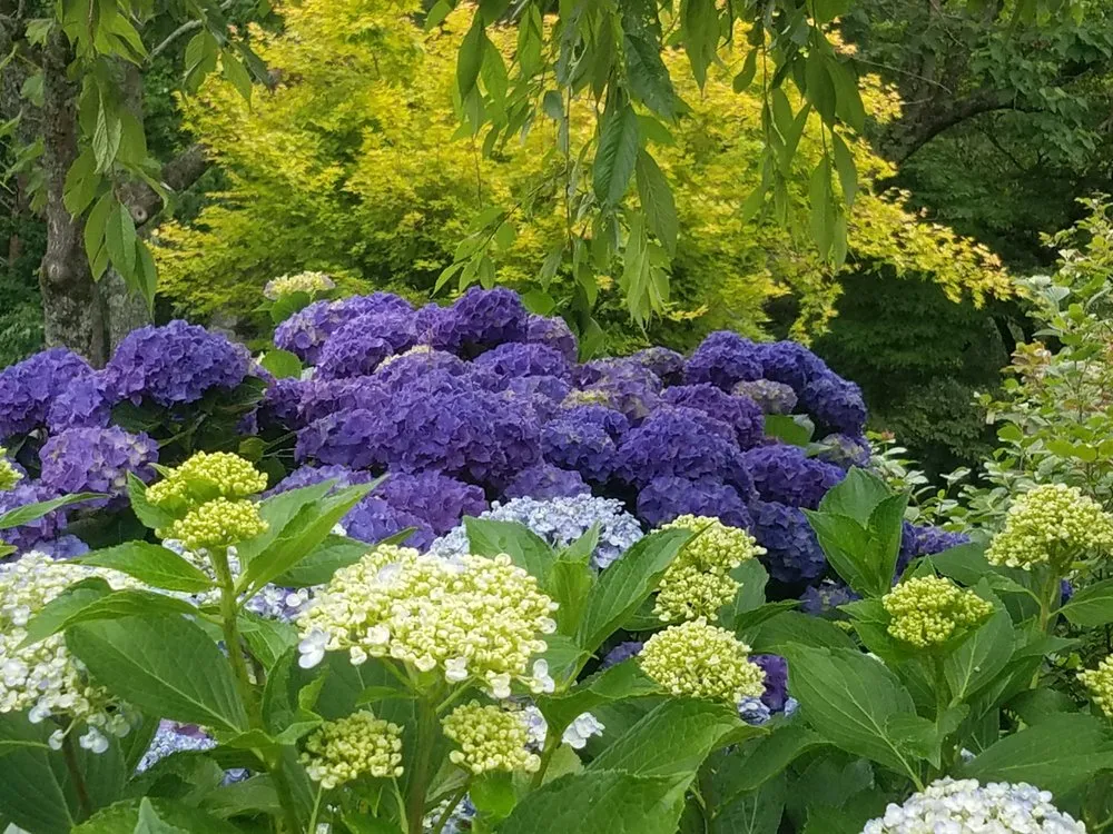 Local outdoor landscaping in Clarkesville, GA by Trophy Landscape Design