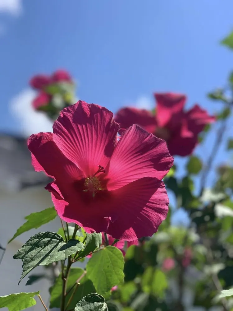 Trusted residential landscaping experts serving Naples, FL - Tropical Creations by Oliver