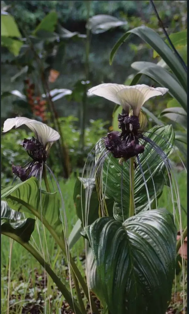 Affordable garden landscaping in Naples, FL by Tropical Creations by Oliver