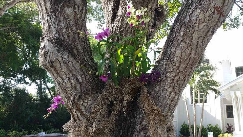 Reliable lawn care service in Naples, FL - Tropical Creations by Oliver