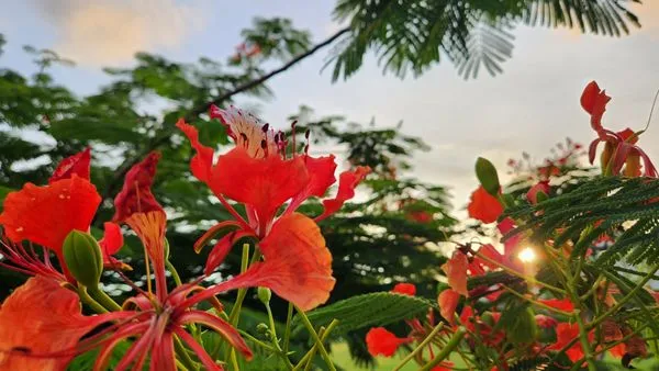 Tropical Creations by Oliver Logo