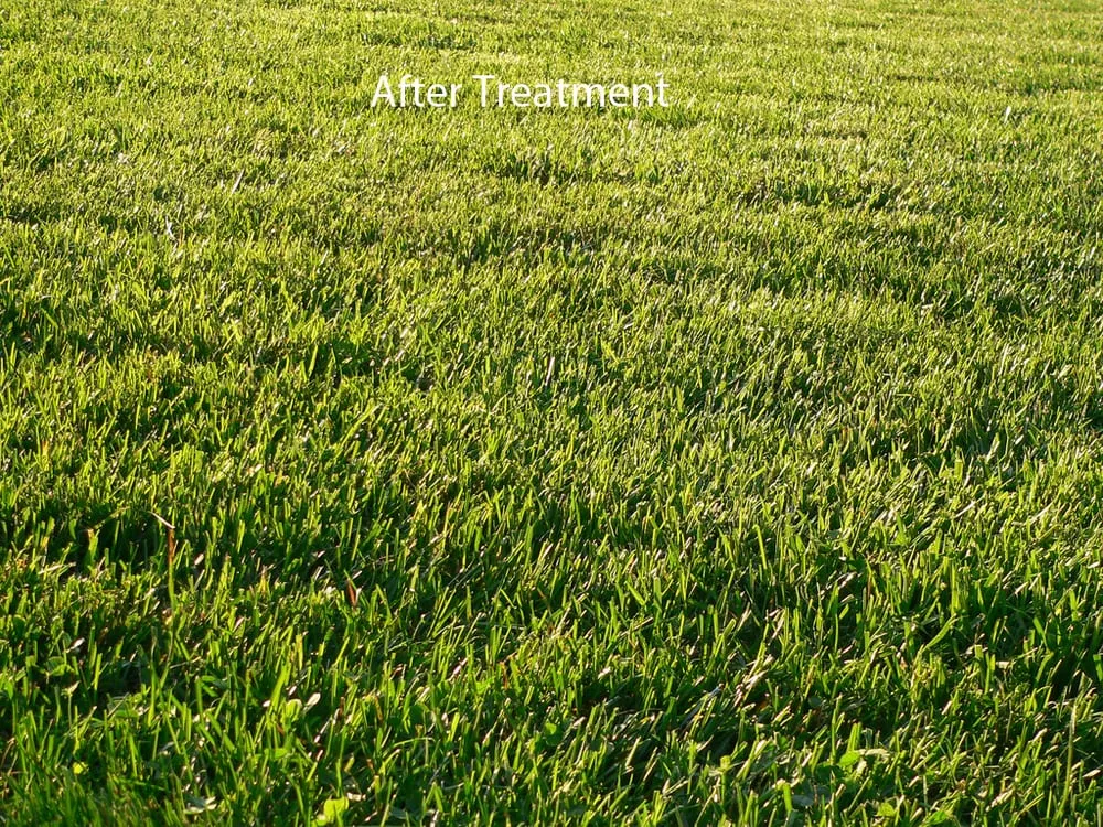 Professional garden landscaping in Plantation, FL - Tropical Cuts & Landscaping