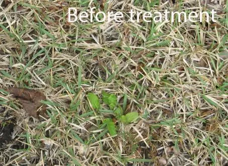 Custom garden landscaping in Plantation, FL by Tropical Cuts & Landscaping