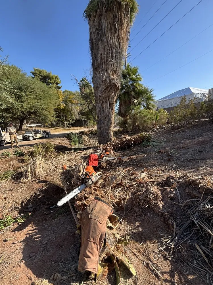 Custom yard maintenance in Queen Creek, AZ - Tropical Frond Landscape and Design