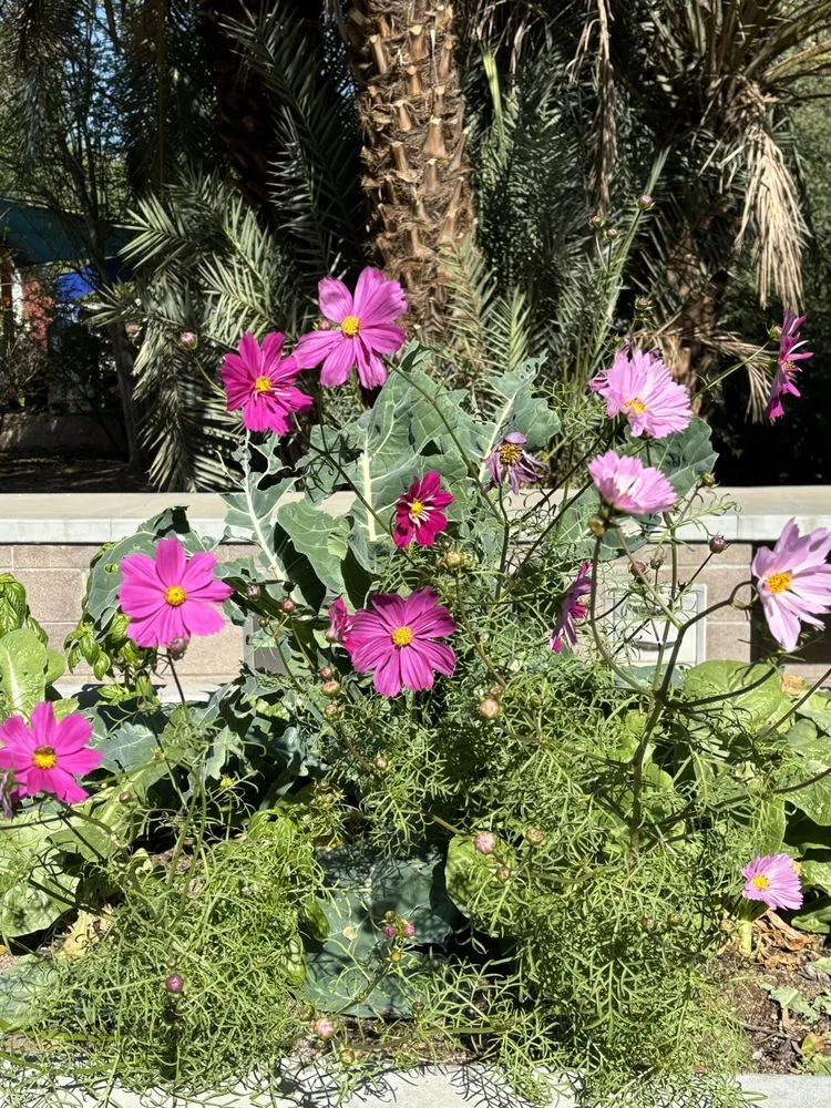 Affordable yard cleanup service for residential properties in Queen Creek, AZ by Tropical Frond Landscape and Design