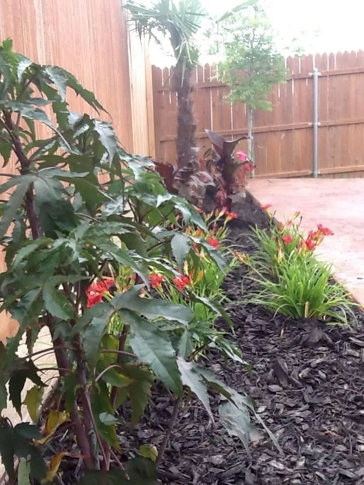 Custom yard cleanup service with custom design in Lubbock, TX by Tropical Garden and Palms