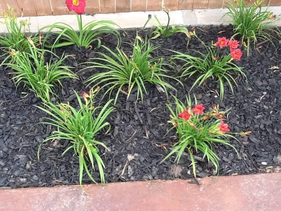 Affordable landscape design experts serving Lubbock, TX - Tropical Garden and Palms