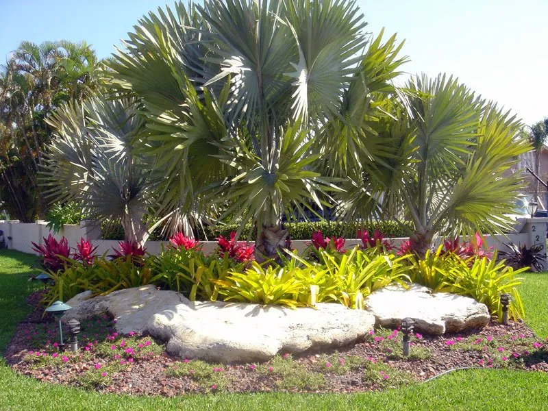 Affordable lawn mowing service in Kissimmee, FL by Tropical Landscape - Lawn Care
