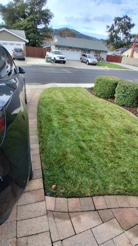 Top-rated landscape design experts serving Concord, CA - Tropical Landscape