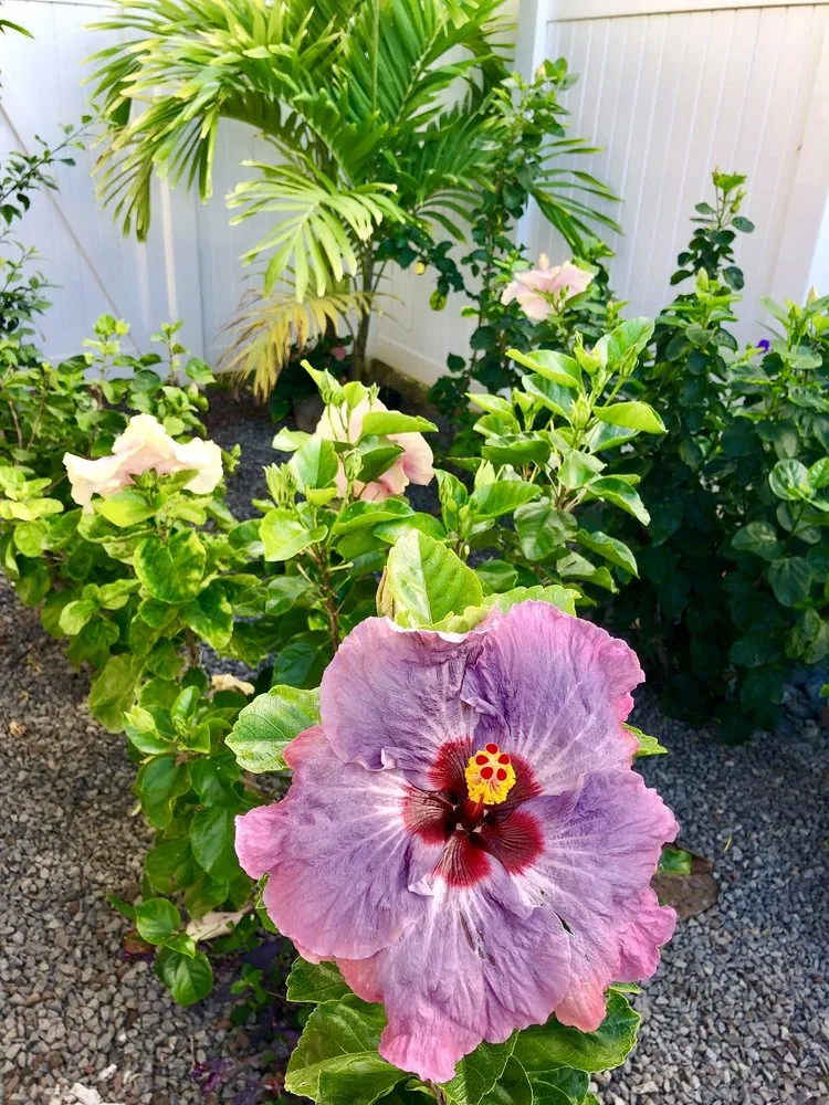 Custom outdoor landscaping in Ewa Beach, HI - Tropical Landscapes Hawaii