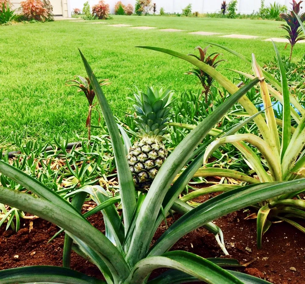 Professional garden landscaping in Ewa Beach, HI - Tropical Landscapes Hawaii