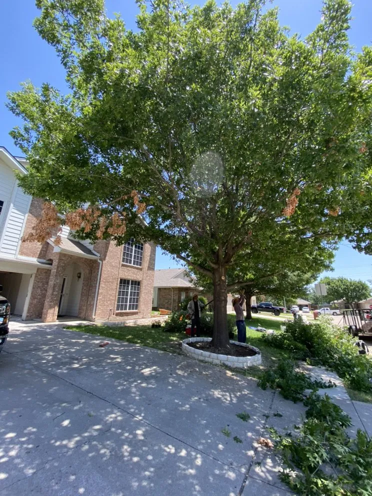 Expert landscape design near you across Fort Worth, TX - Tropical Landscaping