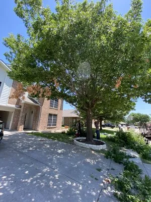 Tropical Landscaping Logo