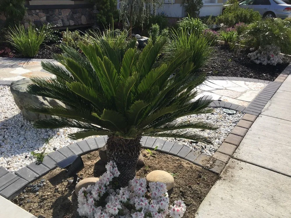 Reliable landscape installation in Pleasanton, CA - Tropical Landscaping