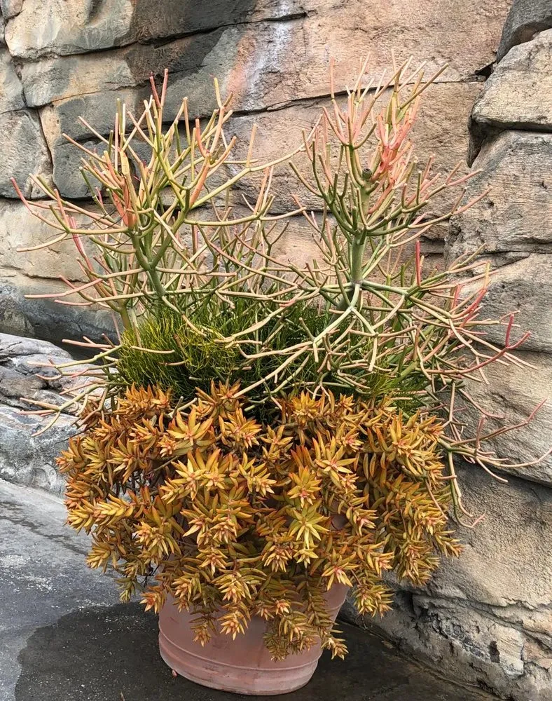 Reliable yard cleanup service experts serving Tampa, FL - Tropical Nature