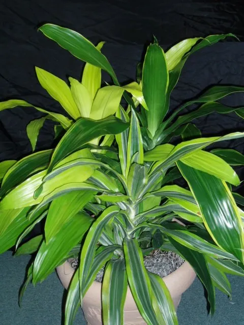 Affordable landscape design in Tampa, FL - Tropical Nature