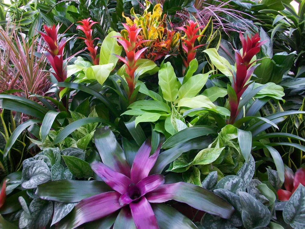 Top-rated garden landscaping in Tampa, FL by Tropical Nature