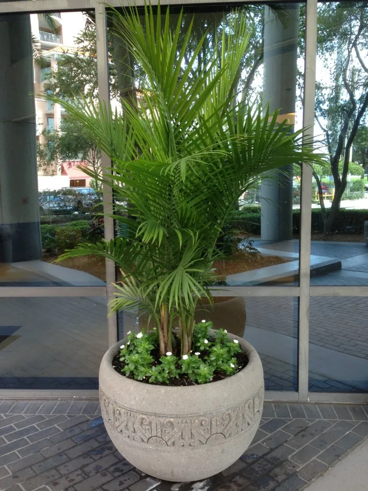 Trusted lawn care service experts serving Tampa, FL - Tropical Nature