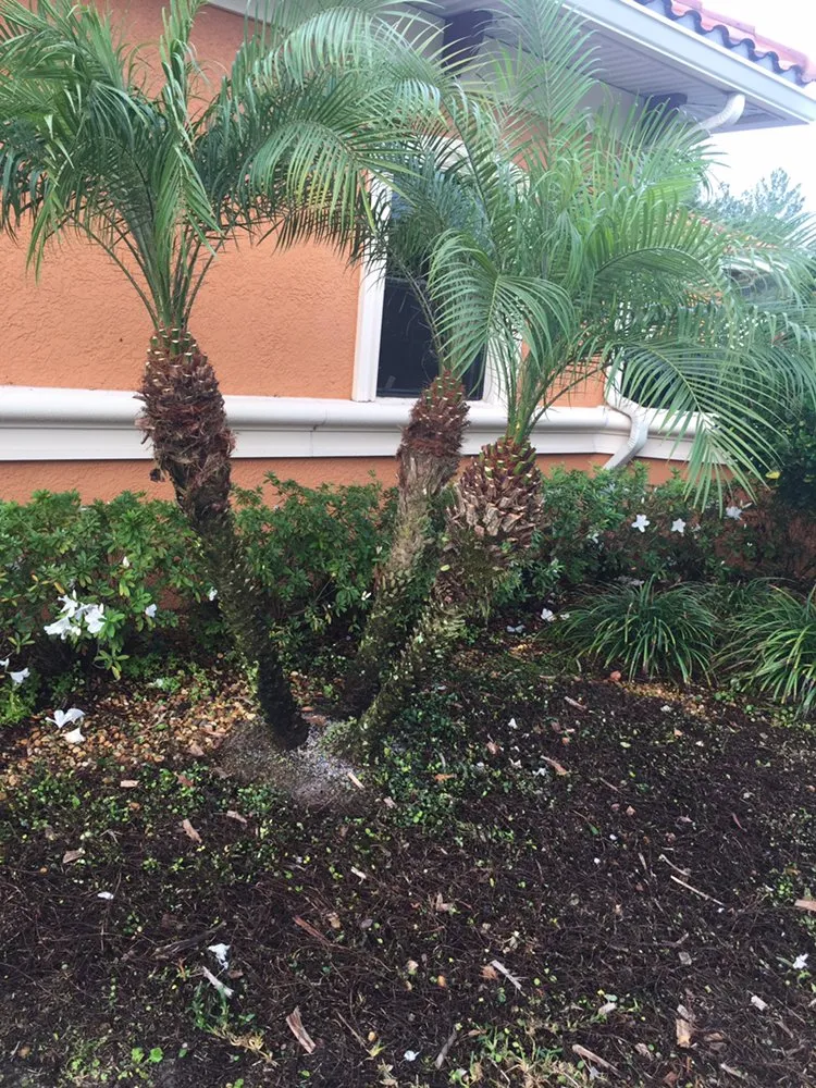 Affordable yard cleanup service experts serving Palm Harbor, FL - Tropical Oasis Landscaping