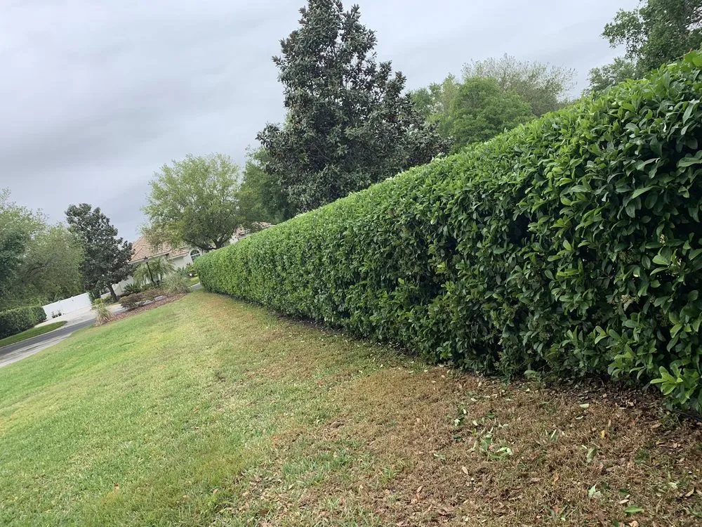 Reliable yard maintenance in Palm Harbor, FL by Tropical Oasis Landscaping