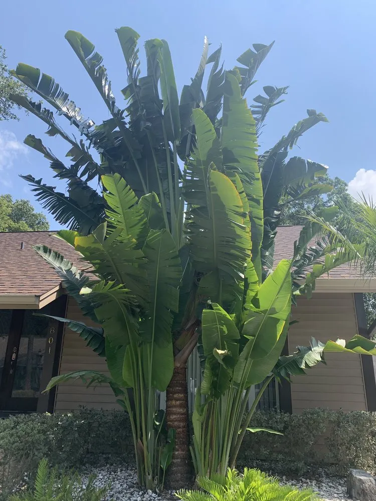 Affordable garden landscaping experts serving Palm Harbor, FL - Tropical Oasis Landscaping