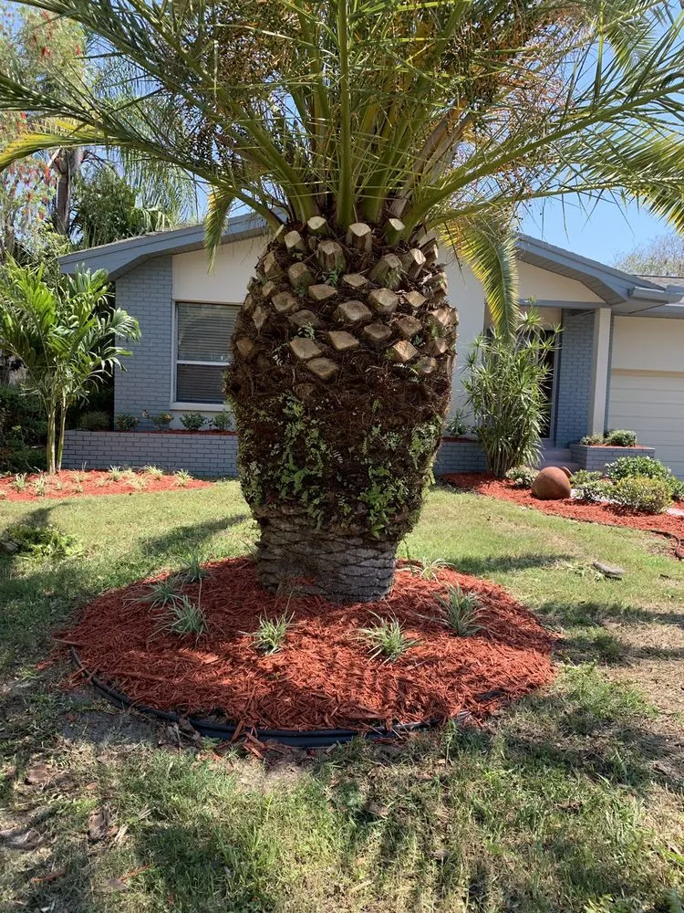 Professional outdoor landscaping experts serving Palm Harbor, FL - Tropical Oasis Landscaping