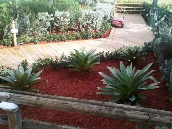 Professional landscape installation experts serving Miami, FL - Tropical Plant Providers