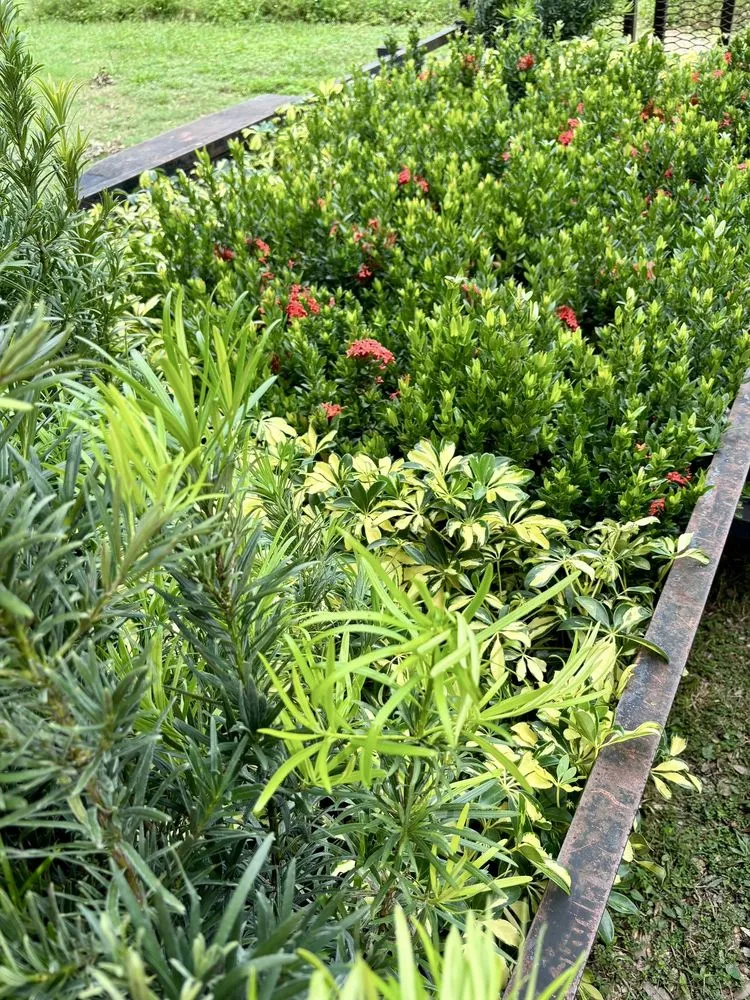 Trusted residential landscaping in Boca Raton, FL by Tropical Precision Lawns