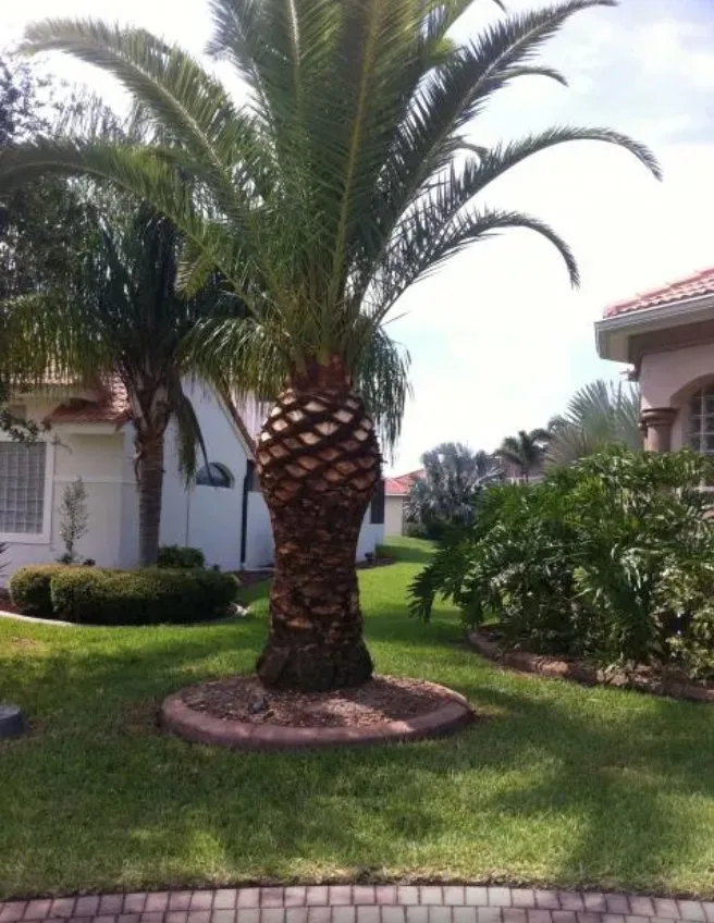 Local landscaping services in Cutler Bay, FL - Tropical South Landscaping
