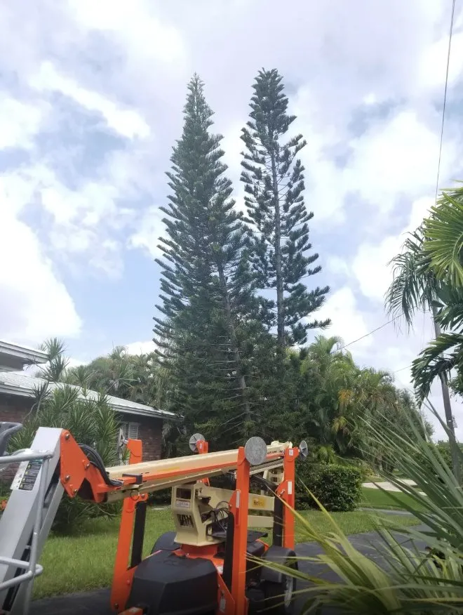 Expert yard cleanup service in Cutler Bay, FL by Tropical South Landscaping