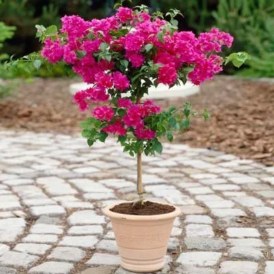 Expert landscaping services in Boynton Beach, FL by Tropical Tree and Landscape