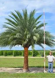 Expert lawn care service for outdoor upgrades across Boynton Beach, FL - Tropical Tree and Landscape