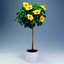 Professional landscape installation experts serving Boynton Beach, FL - Tropical Tree and Landscape