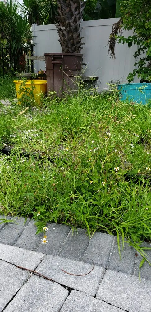 Local landscaping services for year-round maintenance across Boynton Beach, FL - Tropical Tree and Landscape