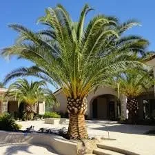 Trusted outdoor landscaping experts serving Boynton Beach, FL - Tropical Tree and Landscape