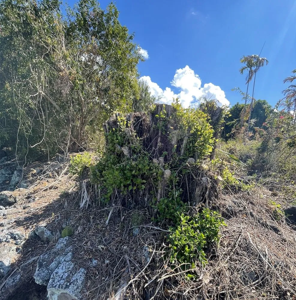 Custom lawn care service near you across Kailua-Kona, HI - Tropical Tree Care