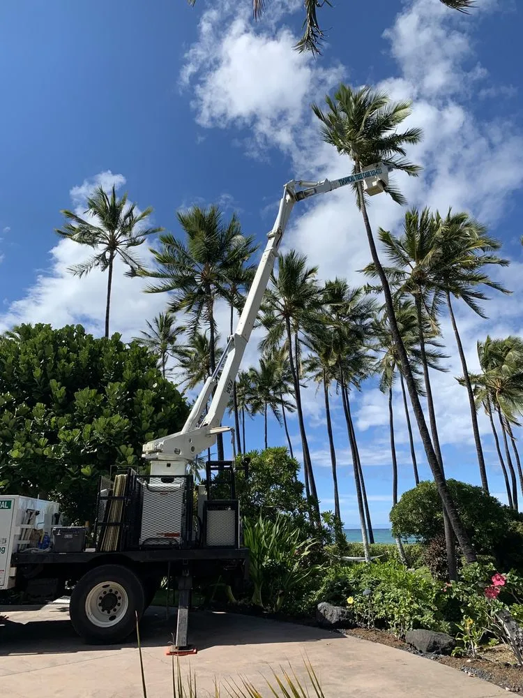 Expert yard maintenance for residential properties in Kailua-Kona, HI by Tropical Tree Care