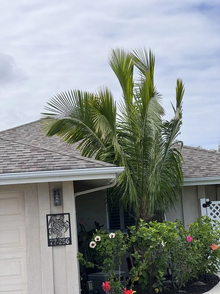 Professional outdoor landscaping in Kailua-Kona, HI by Tropical Tree Care
