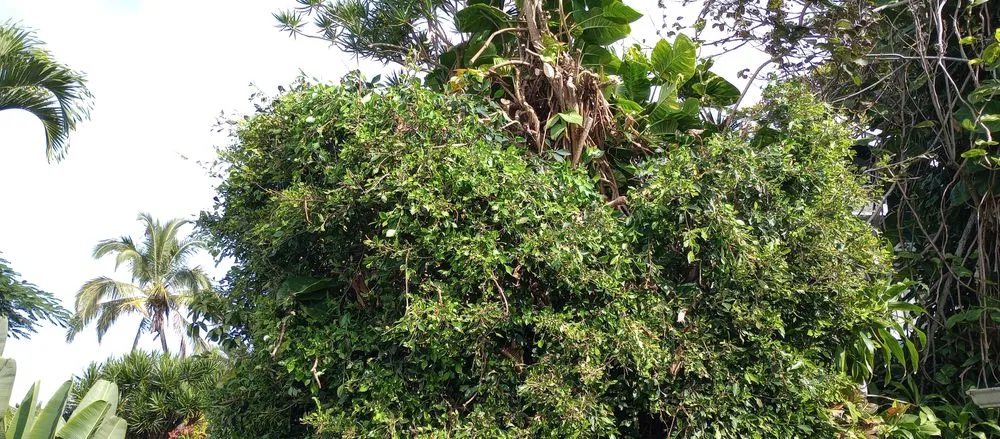 Top-rated garden landscaping in Kailua-Kona, HI by Tropical Tree Care