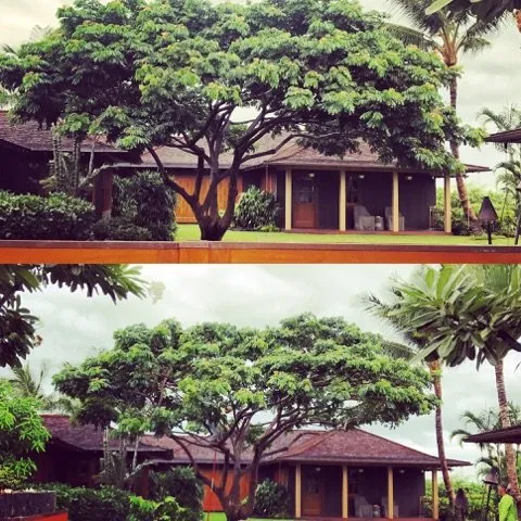 Trusted garden landscaping in Kailua-Kona, HI by Tropical Tree Care