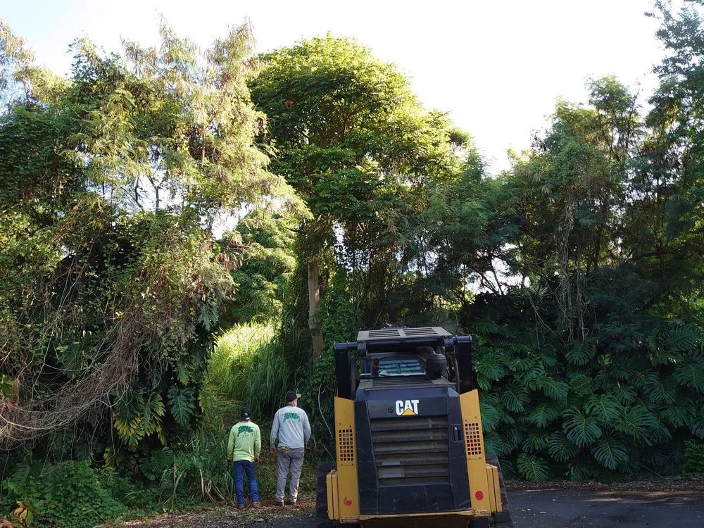 Expert yard cleanup service in Kailua-Kona, HI by Tropical Tree Care