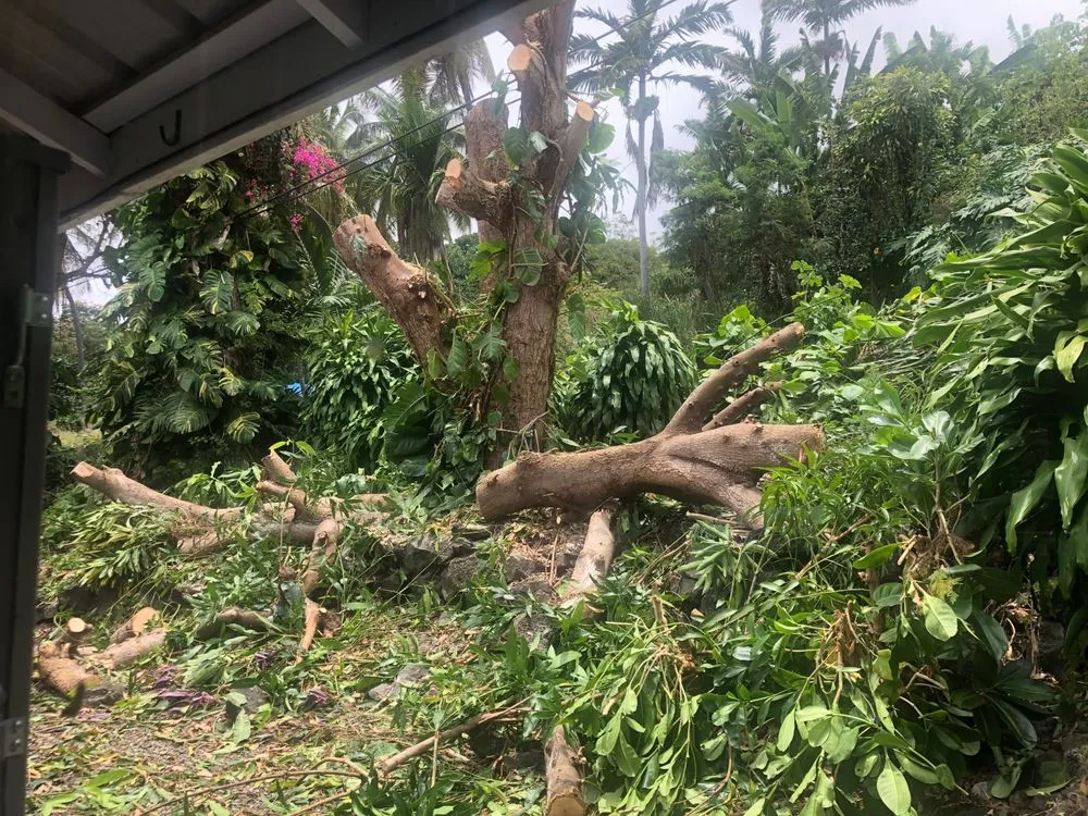 Professional landscaping services in Kailua-Kona, HI by Tropical Tree Care