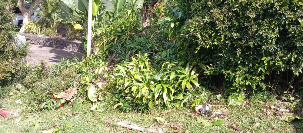 Professional lawn care service in Kailua-Kona, HI by Tropical Tree Care