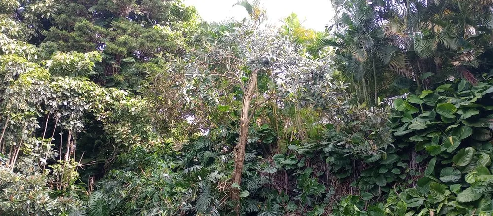 Reliable yard cleanup service in Kailua-Kona, HI by Tropical Tree Care