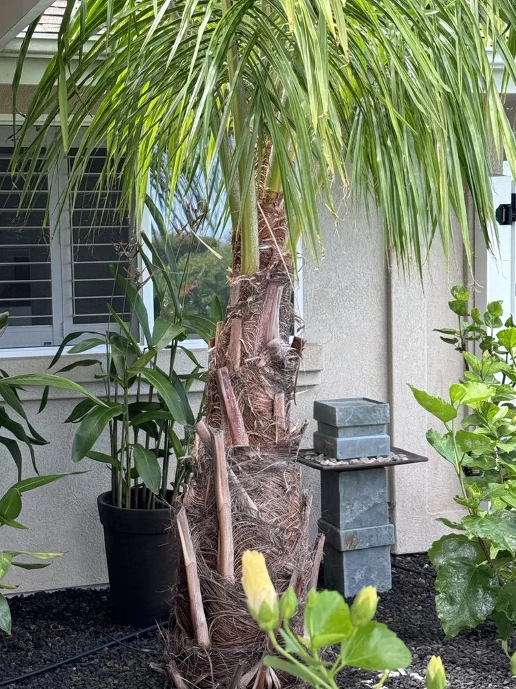 Affordable outdoor landscaping experts serving Kailua-Kona, HI - Tropical Tree Care