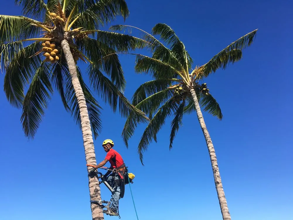 Top-rated lawn care service experts serving Kailua-Kona, HI - Tropical Tree Care