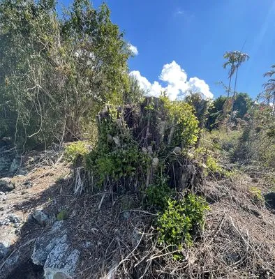 Tropical Tree Care