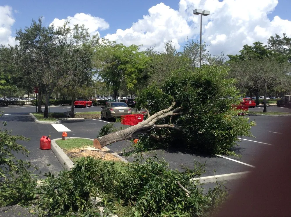 Professional landscape design in Palmetto Bay, FL - Tropical Tree Trimming and landscaping