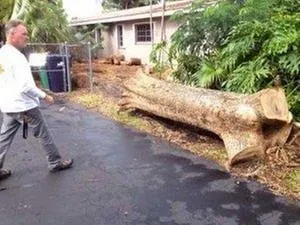 Custom yard cleanup service for year-round maintenance across Palmetto Bay, FL - Tropical Tree Trimming and landscaping
